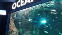 Ein Taucher steigt ins Becken, um die Fische zu f&uuml;ttern.